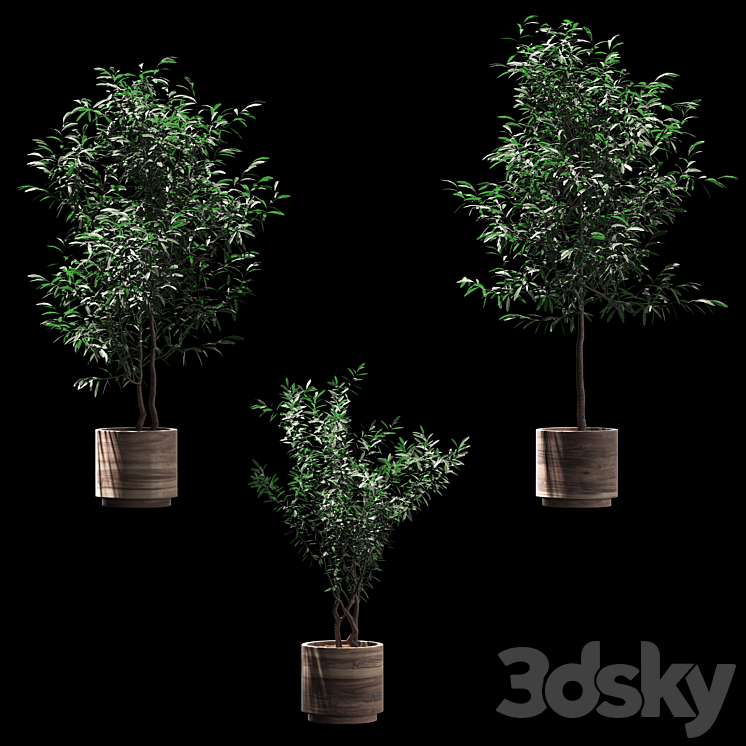 Plants in wooden pots. 3 models 3DS Max - thumbnail 1