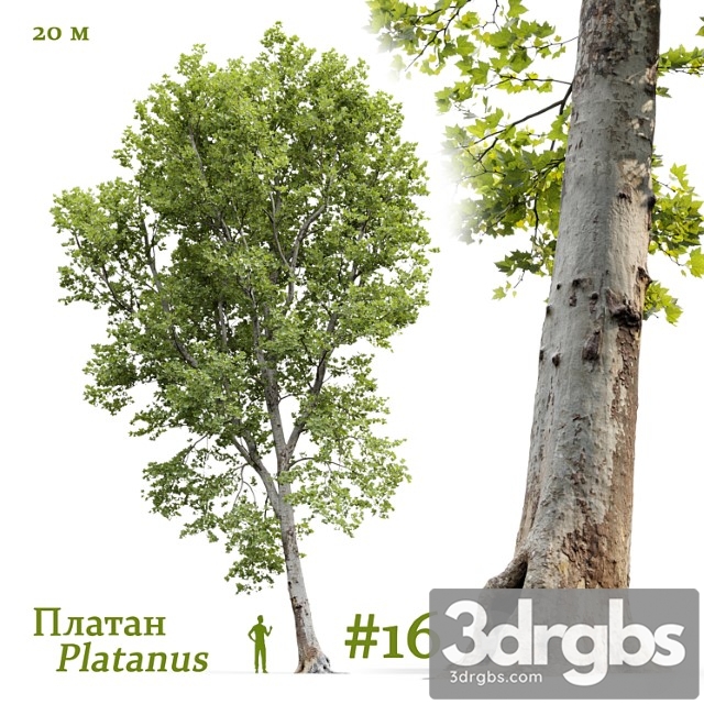 platanus  1 - thumbnail 1