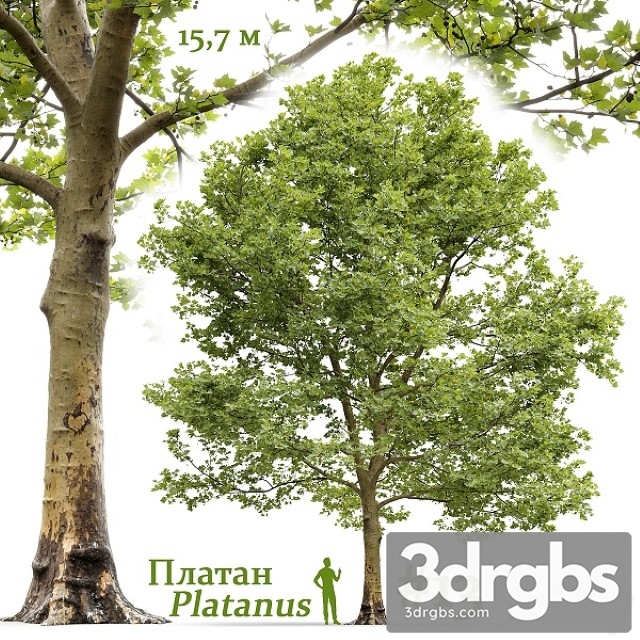 Platanus 13 3dsmax Download - thumbnail 1