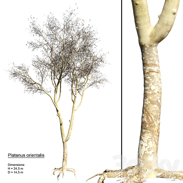 Platanus orientalis 3DSMax File - thumbnail 1