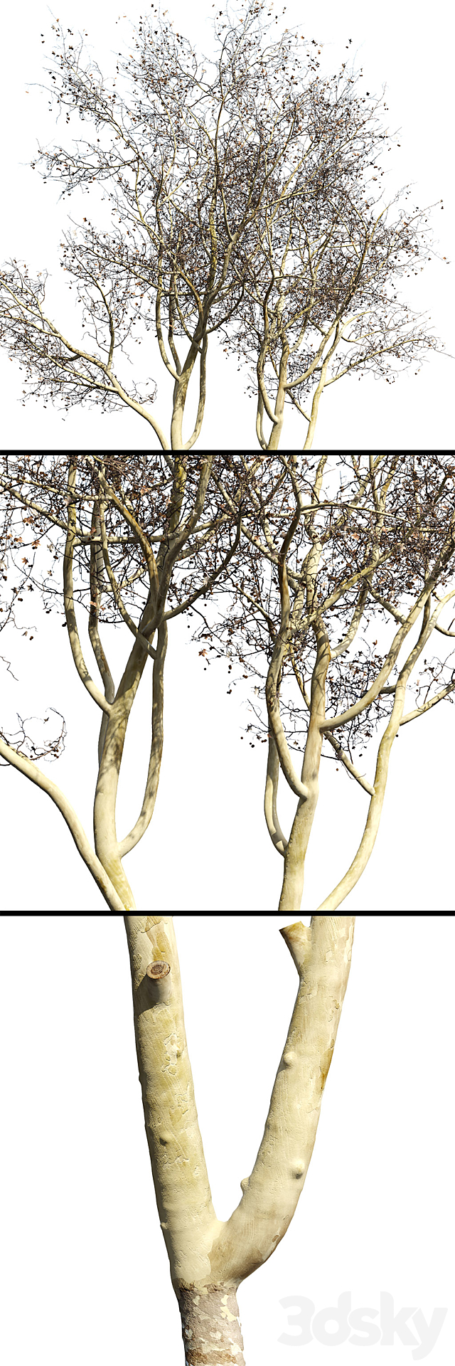 Platanus orientalis 3DSMax File - thumbnail 2