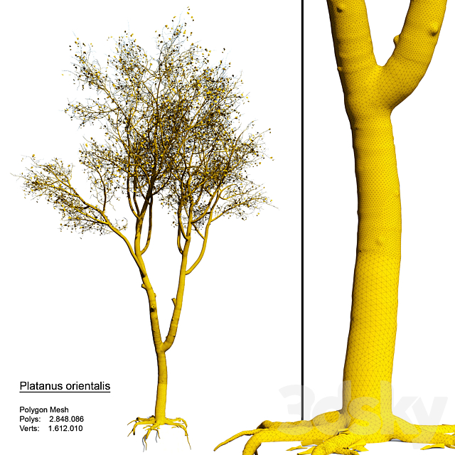 Platanus orientalis 3DSMax File - thumbnail 3