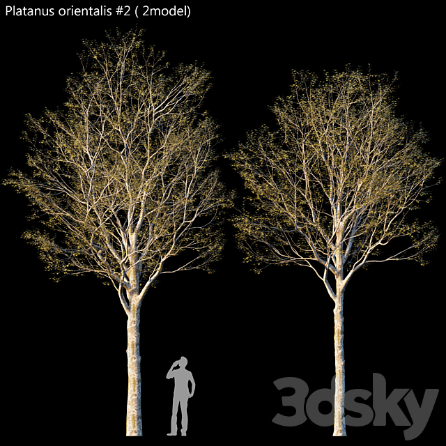 Platanus orientalis -Platanus acerifolia # 2 3DSMax File - thumbnail 1