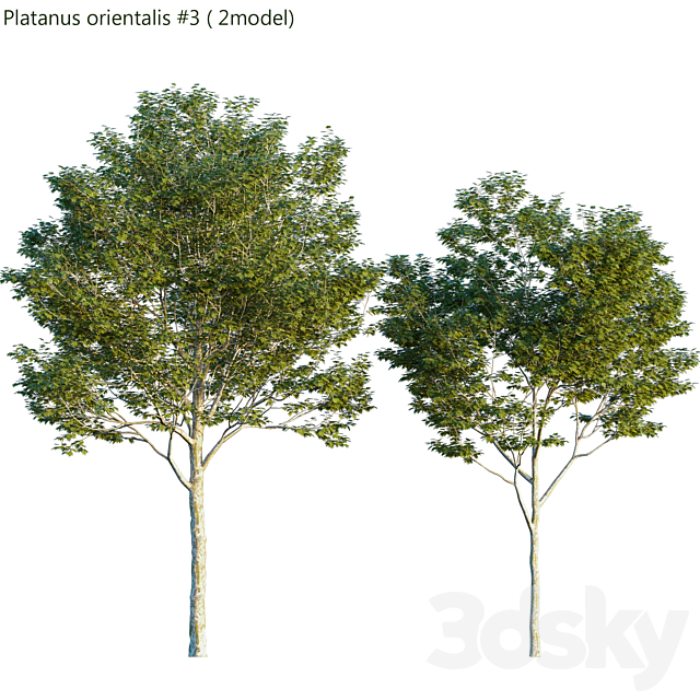 Platanus orientalis -Platanus acerifolia # 3 3DSMax File - thumbnail 1