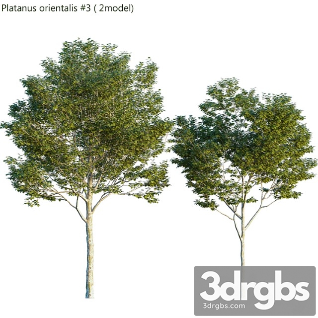 Platanus orientalis -platanus acerifolia _1 - thumbnail 1