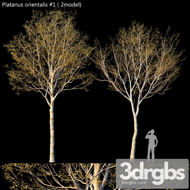 Platanus orientalis -platanus acerifolia - thumbnail 1