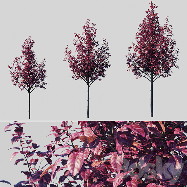 Plum Spread Pissardi _ Prunus Cerasifera Pissardii 3ds Max - thumbnail 1