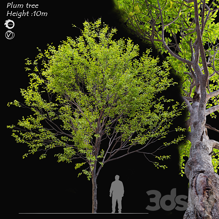 Plum tree 3DS Max - thumbnail 1