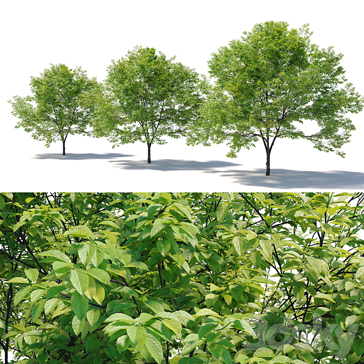 Plum tree_02 3DS Max - thumbnail 2