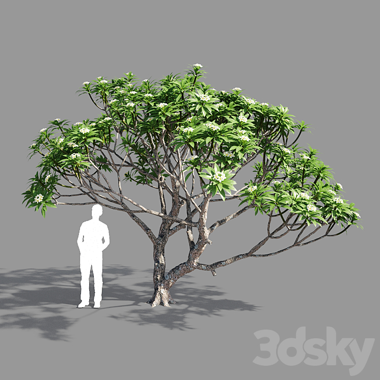 Plumeria 2 3DS Max - thumbnail 1