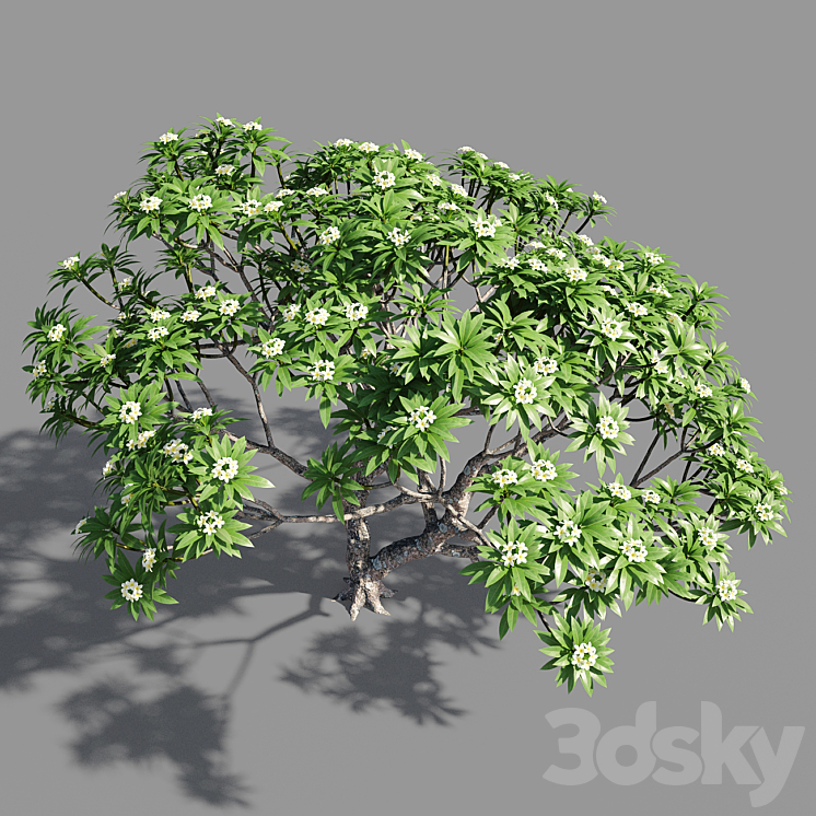 Plumeria 2 3DS Max - thumbnail 2