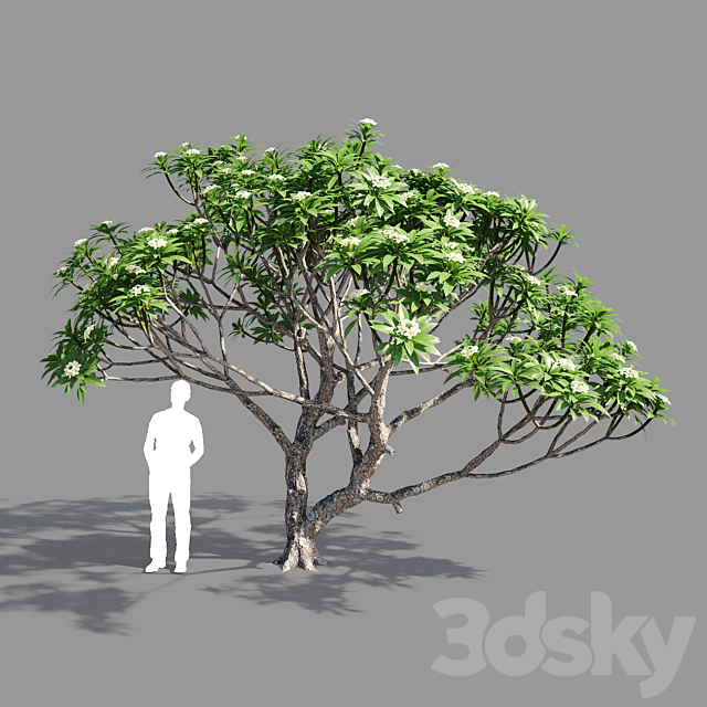 Plumeria 2 3DSMax File - thumbnail 1