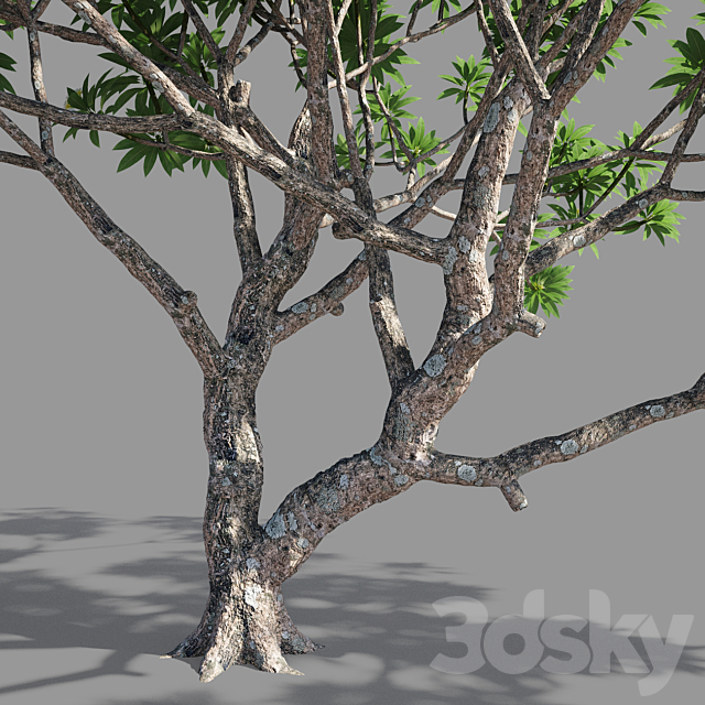 Plumeria 2 3DSMax File - thumbnail 3