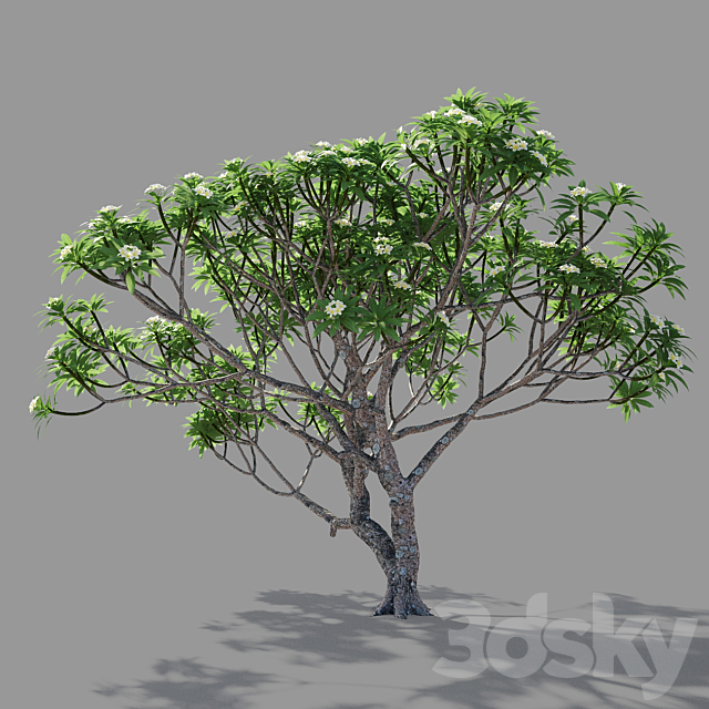 Plumeria 2 3DSMax File - thumbnail 4