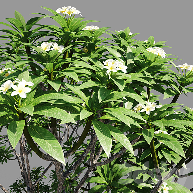 Plumeria 2 3DSMax File - thumbnail 5