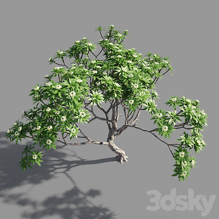 Plumeria 3 3DS Max - thumbnail 2