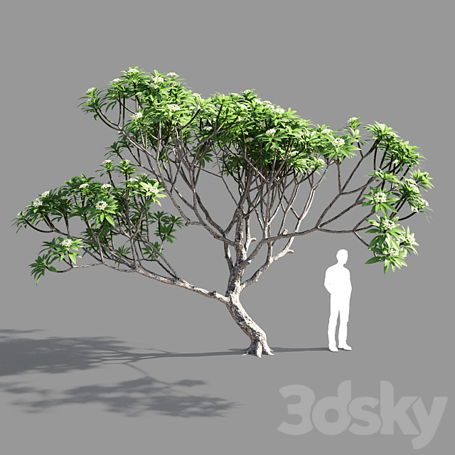 Plumeria 3 3DSMax File - thumbnail 1