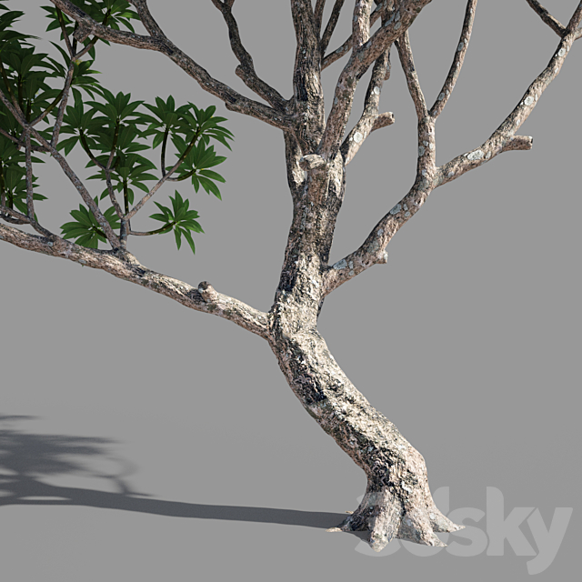 Plumeria 3 3DSMax File - thumbnail 3