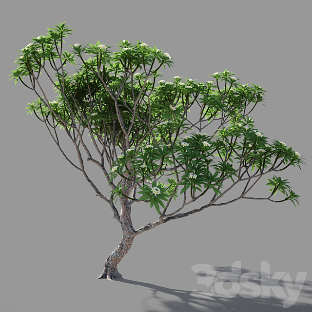 Plumeria 3 3DSMax File - thumbnail 4