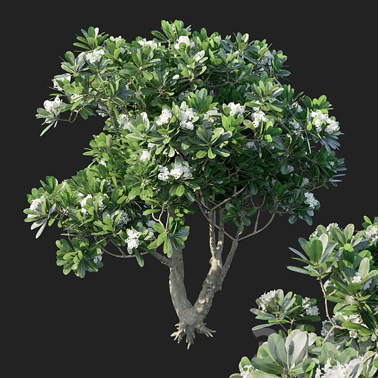 Plumeria Obtusa 3DS Max - thumbnail 1