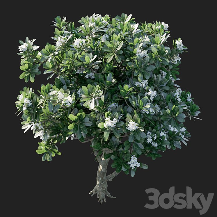 Plumeria Obtusa 3DS Max - thumbnail 2