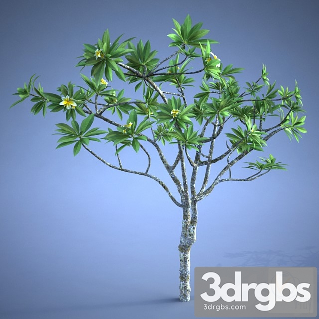 Plumeria Plant 3dsmax Download - thumbnail 1