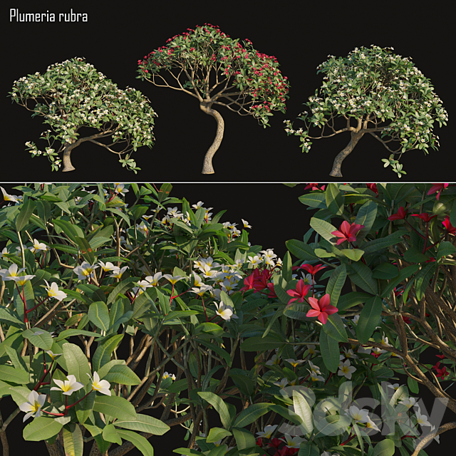 Plumeria rubra -Frangipani Tree-02 3DSMax File - thumbnail 1