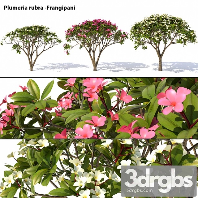 Plumeria Rubra Frangipani Tree 3dsmax Download - thumbnail 1