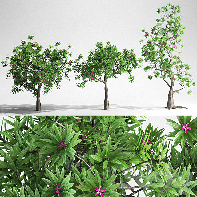 Plumeria Trees – 3 Shapes 3ds Max - thumbnail 1