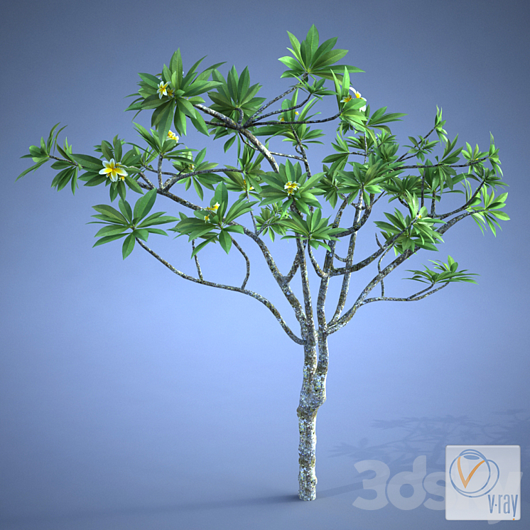 Plumeria_plant 3DS Max - thumbnail 1