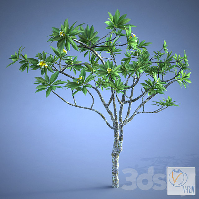 Plumeria_plant 3DSMax File - thumbnail 1