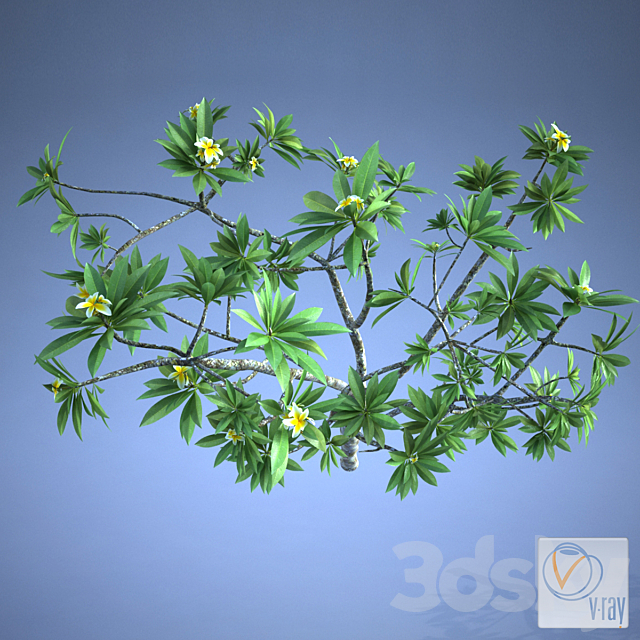 Plumeria_plant 3DSMax File - thumbnail 2