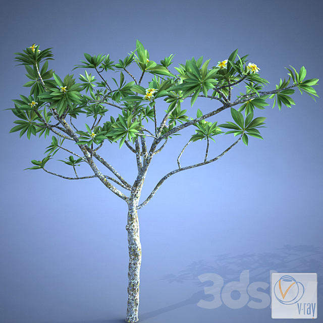 Plumeria_plant 3DSMax File - thumbnail 3