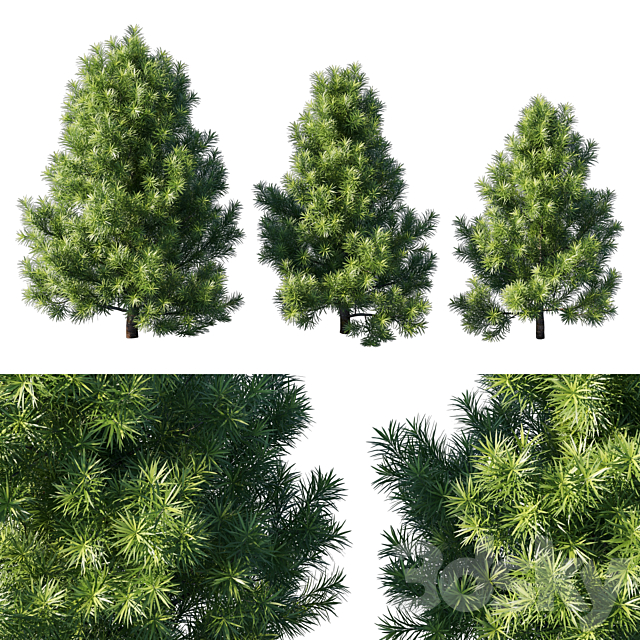 Podocarpus macrophyllas 02 3ds Max - thumbnail 1