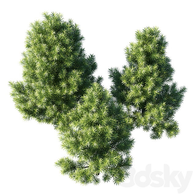 Podocarpus macrophyllas 02 3ds Max - thumbnail 2