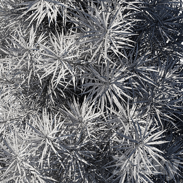 Podocarpus macrophyllas 02 3ds Max - thumbnail 3