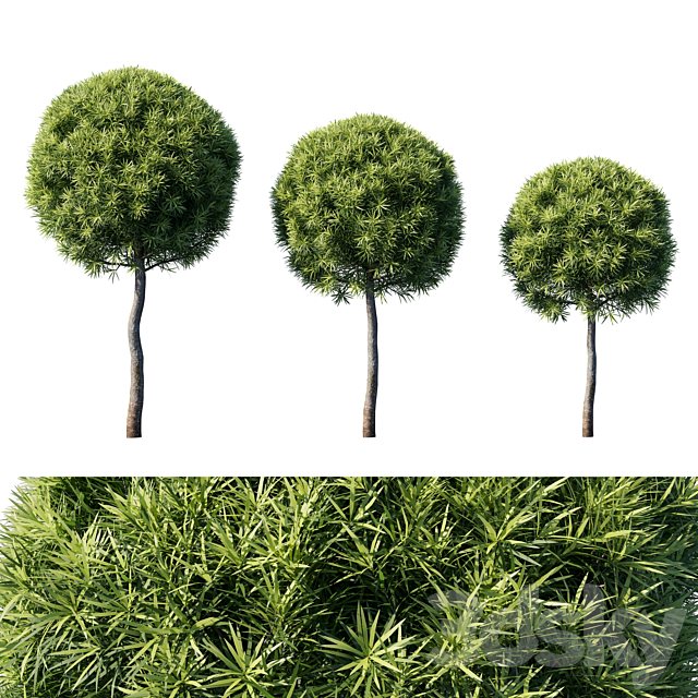 Podocarpus macrophyllas 04 3ds Max - thumbnail 1