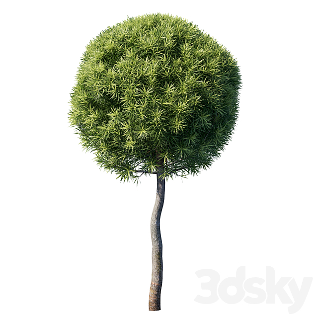 Podocarpus macrophyllas 04 3ds Max - thumbnail 2