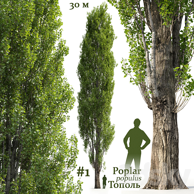 Poplar _ Populus #1 3DSMax File - thumbnail 1