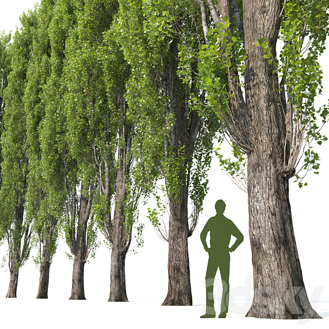 Poplar _ Populus #1 3DSMax File - thumbnail 2