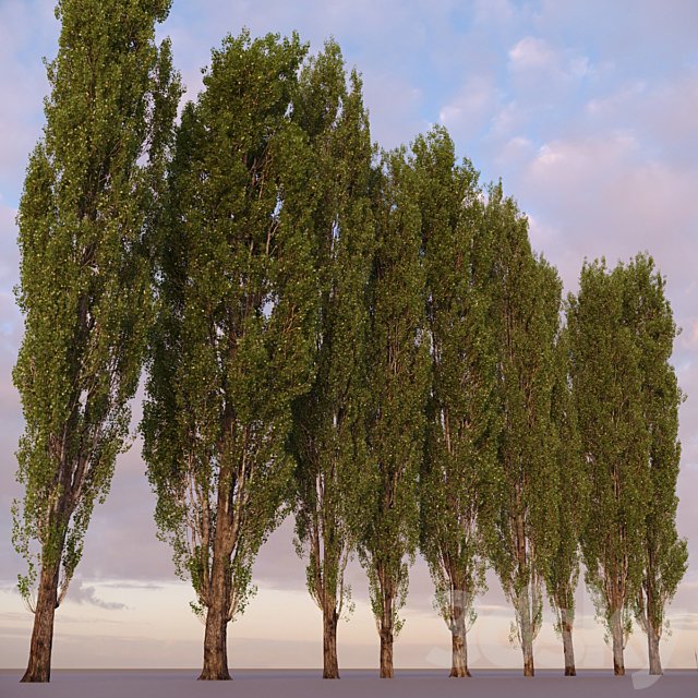 Poplar _ Populus #1 3DSMax File - thumbnail 3