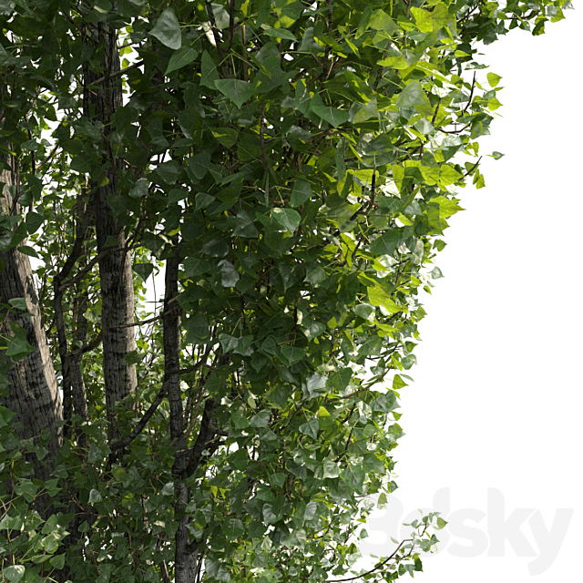 Poplar _ Populus #1 3DSMax File - thumbnail 4