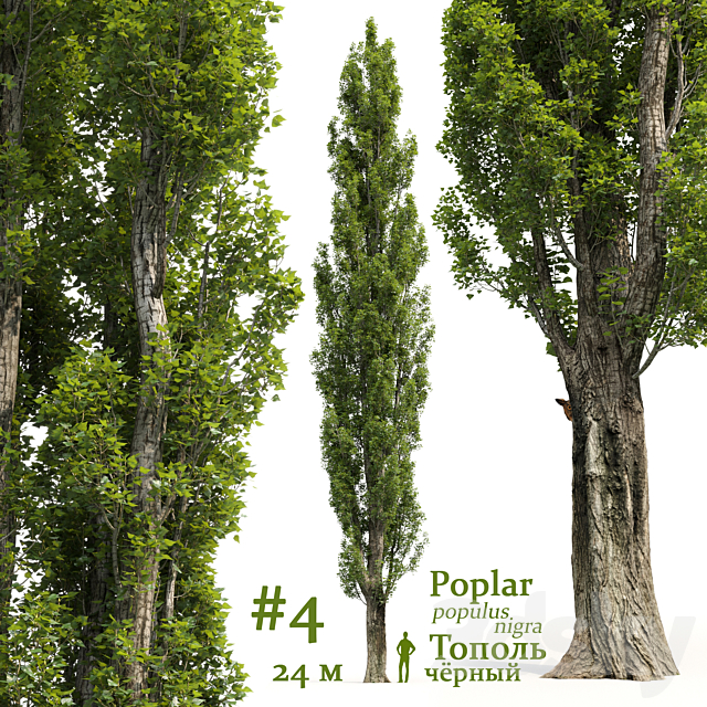 Poplar _ Populus # 4 3DSMax File - thumbnail 1