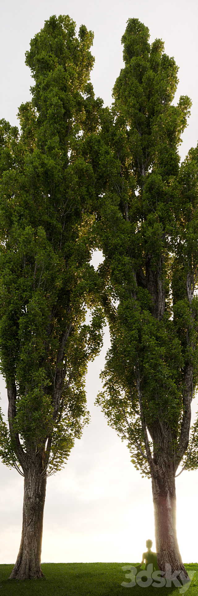 Poplar _ Populus # 4 3DSMax File - thumbnail 2