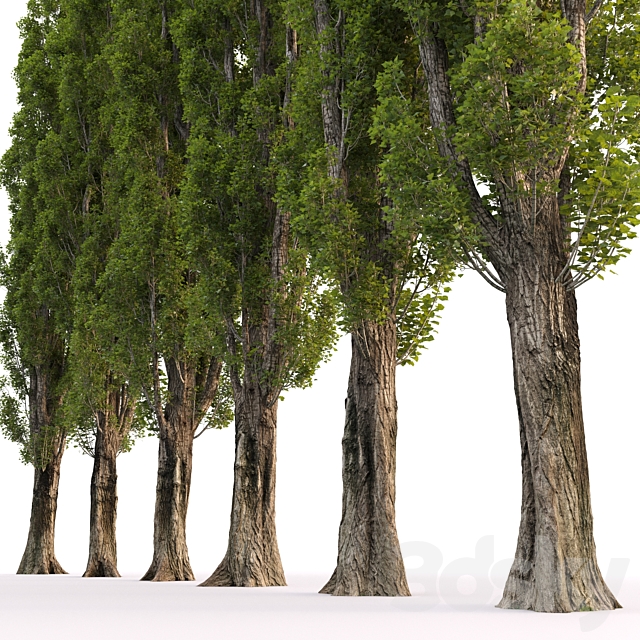 Poplar _ Populus # 4 3DSMax File - thumbnail 3