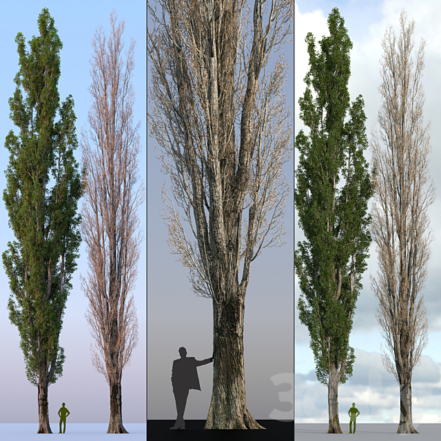 Poplar _ Populus # 4 3DSMax File - thumbnail 4