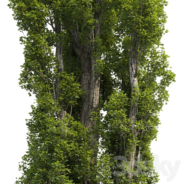 Poplar _ Populus # 4 3DSMax File - thumbnail 5