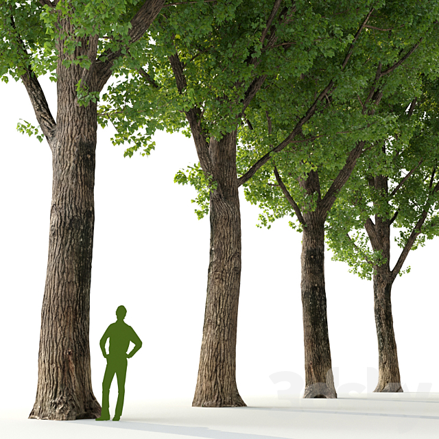 Poplar _ Populus deltoides #2 3DSMax File - thumbnail 2