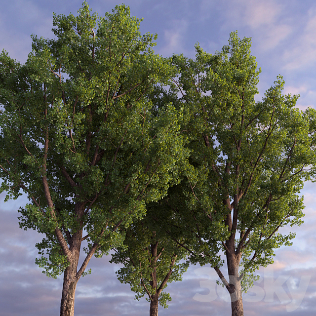 Poplar _ Populus deltoides #2 3DSMax File - thumbnail 3