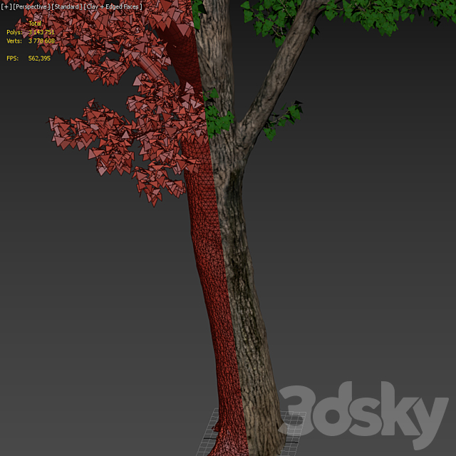 Poplar _ Populus deltoides #2 3DSMax File - thumbnail 5